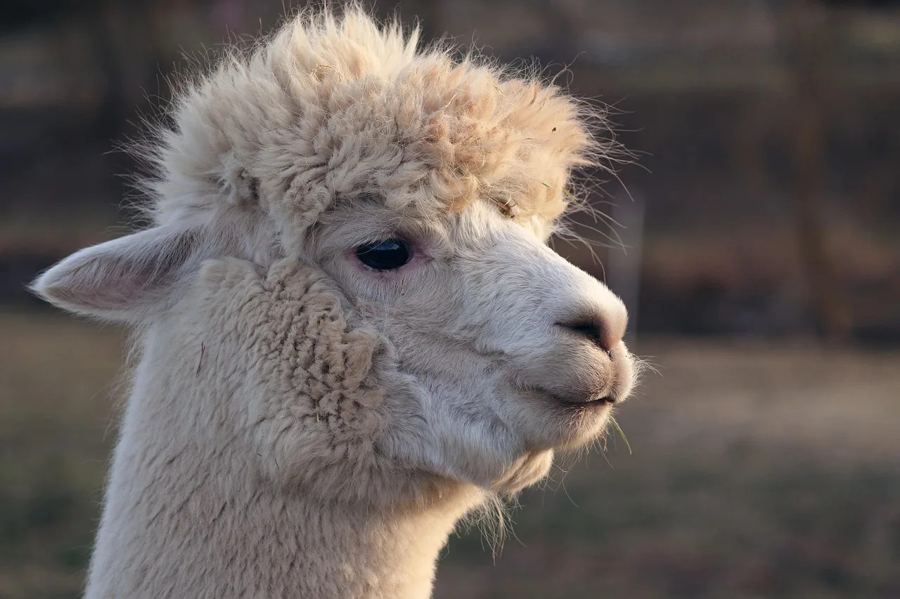 LLaMA Factory 使い方を徹底解説|環境構築からファインチューニング実装まで