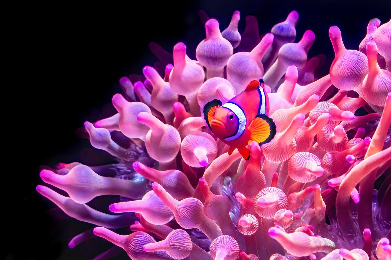 Mistral NeMo 使い方完全ガイド｜API・ローカル・活用事例