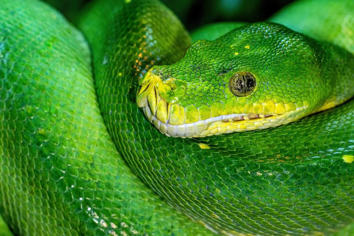 ollama 使い方 python完全ガイド｜インストールからRAG実装まで